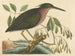 Le petit butor - Mark Catesby — vista dell’opera