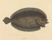Le sole Pleuronectes lunatus - Mark Catesby — Ansicht des Kunstwerks