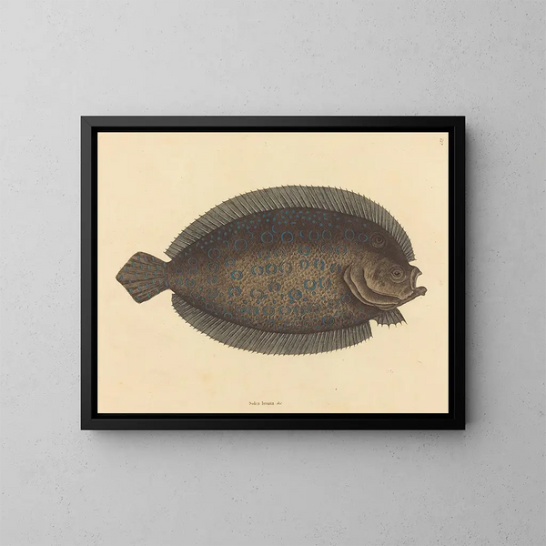 Le sole Pleuronectes lunatus - Mark Catesby — gerahmtes Bild an der Wand
