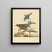 Le Soree Rallus virginianus - Mark Catesby — quadro incorniciato alla parete
