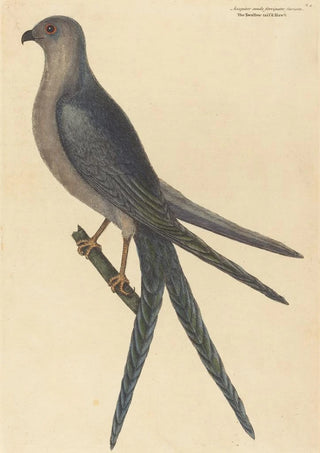 Mark Catesby - The Swallow Tail Hawk Falco furcatus.webp