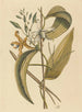 La Vanille Epidendrum vanelloe - Mark Catesby — Ansicht des Kunstwerks