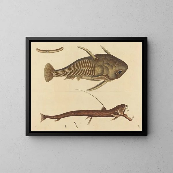 Der Wels mit Schlangenzunge - Mark Catesby — gerahmtes Bild an der Wand