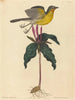 Le Paruline polyglotte - Mark Catesby — Ansicht des Kunstwerks