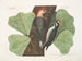 Il pic a ventre rosso, il picche chevelu, la quercia nera - Mark Catesby — vista dell’opera
