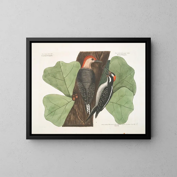Der Rotbauch-Pick, der Haarige Specht, die Schwarze Eiche - Mark Catesby — gerahmtes Bild an der Wand