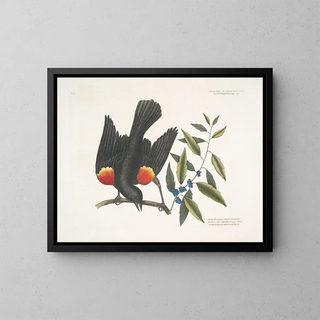 Mark Catesby - The red winged Starling The broadleaved Candleberry Myrtle.webp