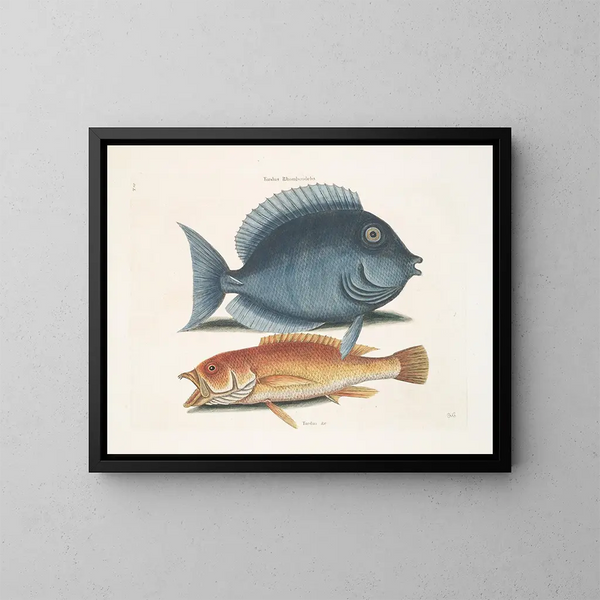 Le merle rhomboïdal et le poisson jaune - Mark Catesby — gerahmtes Bild an der Wand