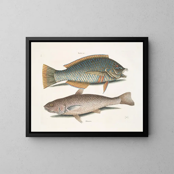 Der Amsel und den amerikanischen Pudding, den Whiting von Caroline - Mark Catesby — gerahmtes Bild an der Wand
