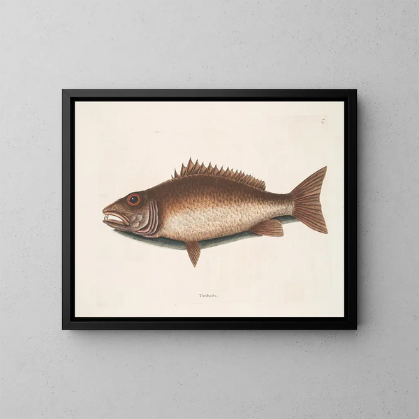 Le merlu de mangrove - Mark Catesby — gerahmtes Bild an der Wand