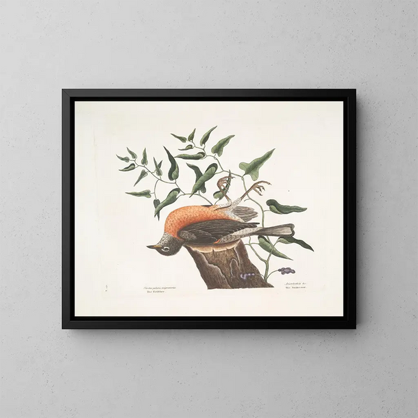 Der Amsel von Caroline, die Beifuß von Virginia - Mark Catesby — gerahmtes Bild an der Wand
