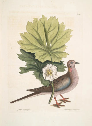 Mark Catesby - Turtur Caroliniensis The Turtle of Carolina Anapodophyllon Canadense c The May Apple.webp