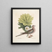 Turtur caroliniensis, la tartaruga delle Caroline, anapodophyllon canadense, il may apple - Mark Catesby — quadro incorniciato alla parete