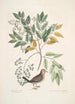 Turtur minimus guttatus La Colomba Terrestre Zanthoxylum spinosum Lentisci foliis c L'Arbre à Douleur ou à Mal de Dents - Mark Catesby — vista dell’opera