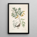 Turtur minimus guttatus La Colomba Terrestre Zanthoxylum spinosum Lentisci foliis c L'Arbre à Douleur ou à Mal de Dents - Mark Catesby — quadro incorniciato alla parete