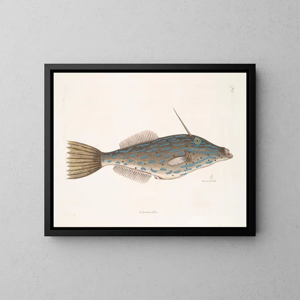 Fisch Einhorn der Bahamas Die Form eines Zahns - Mark Catesby — gerahmtes Bild an der Wand