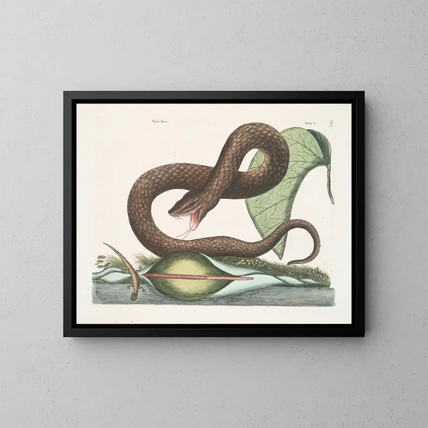 Vipère brune - Mark Catesby — gerahmtes Bild an der Wand