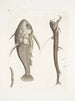 Vipera marina La Vipermouth Cataphractus americanus - Mark Catesby — Ansicht des Kunstwerks