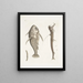 Vipera marina La Vipermouth Cataphractus americanus - Mark Catesby — gerahmtes Bild an der Wand