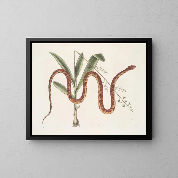 Viscum c. Anguis c. Der Weizenschlange - Mark Catesby — gerahmtes Bild an der Wand