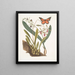 Viscum radice bulbosa Viscum caryophyllodes c Papillio c - Mark Catesby — quadro incorniciato alla parete