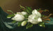 Magnolien auf hellblauem Samtstoff - Martin Johnson Heade — Ansicht des Kunstwerks