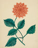 Dahlia - Mary Altha Nims — artwork view