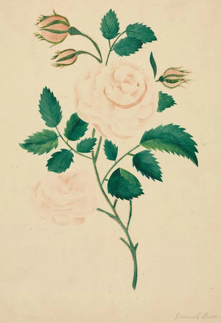 Mary Altha Nims - Damask Rose.webp