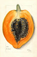 Carica papaya - Mary Daisy Arnold — Ansicht des Kunstwerks