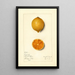 Citrus limon Bizarrie - Mary Daisy Arnold — quadro incorniciato alla parete