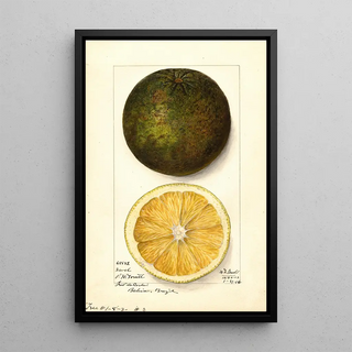 Mary Daisy Arnold - Citrus sinensis Navel.webp