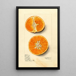 Mary Daisy Arnold - Citrus sinensis Temple.webp