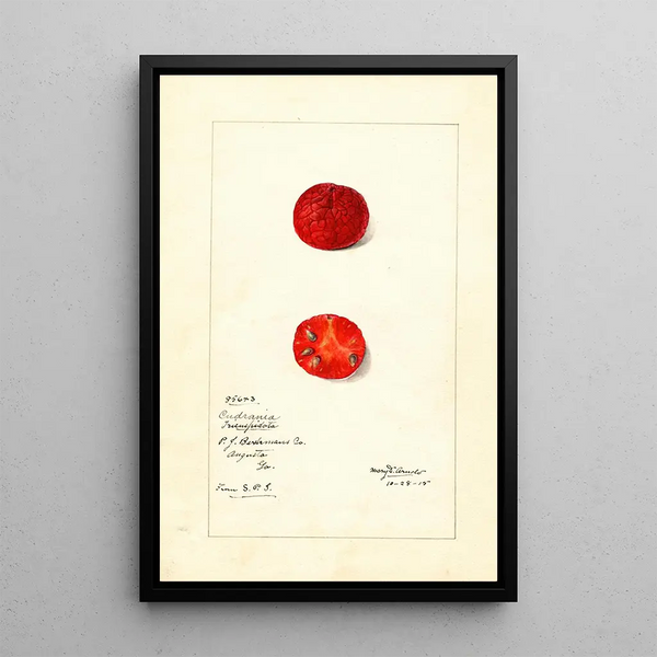 Mary Daisy Arnold - Cudrania tricuspidata.webp