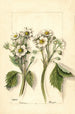 Fragaria - Mary Daisy Arnold — vista dell’opera
