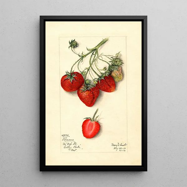 Mary Daisy Arnold - Fragaria Parsons.webp