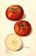 Malus domestica - Mary Daisy Arnold — Ansicht des Kunstwerks