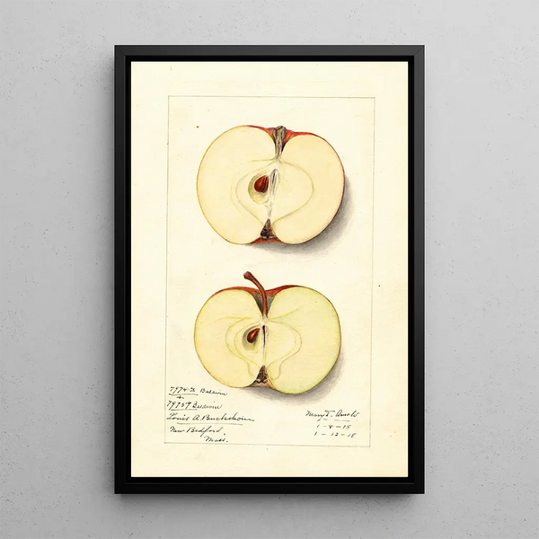 Mary Daisy Arnold - Malus domestica Baldwin.webp