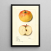 Malus domestica Rom - Mary Daisy Arnold — gerahmtes Bild an der Wand