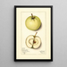 Malus domestica Trenton Early - Mary Daisy Arnold — gerahmtes Bild an der Wand