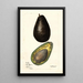 Persea - Mary Daisy Arnold — quadro incorniciato alla parete