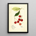 Prunus avium Early Morello - Mary Daisy Arnold — gerahmtes Bild an der Wand