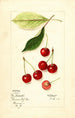Prunus avium Early Morello - Mary Daisy Arnold — Ansicht des Kunstwerks