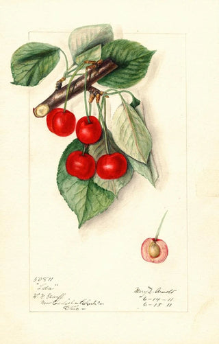 Mary Daisy Arnold - Prunus avium Ida.webp