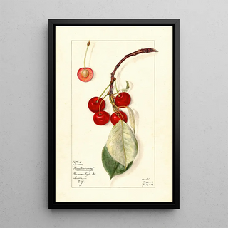 Mary Daisy Arnold - Prunus avium Montmorency.webp