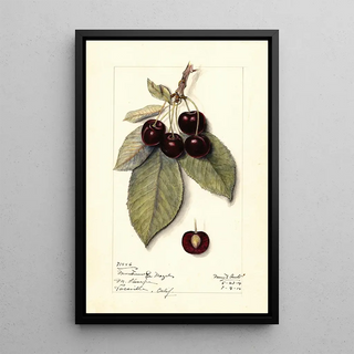 Mary Daisy Arnold - Prunus avium Montmorency de Mezel.webp