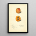 Prunus mume Schologi - Mary Daisy Arnold — quadro incorniciato alla parete