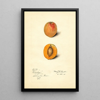 Mary Daisy Arnold - Prunus mume Schologi.webp