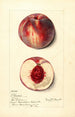 Prunus persica Illinois - Mary Daisy Arnold — vista dell’opera