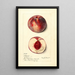 Prunus persica Illinois - Mary Daisy Arnold — quadro incorniciato alla parete