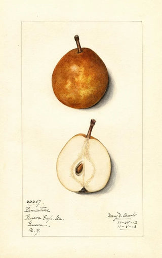 Mary Daisy Arnold - Pyrus communis Lamartine.webp